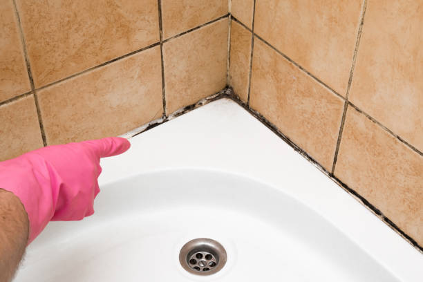 Best Commercial Mold Remediation in Toledo, OR